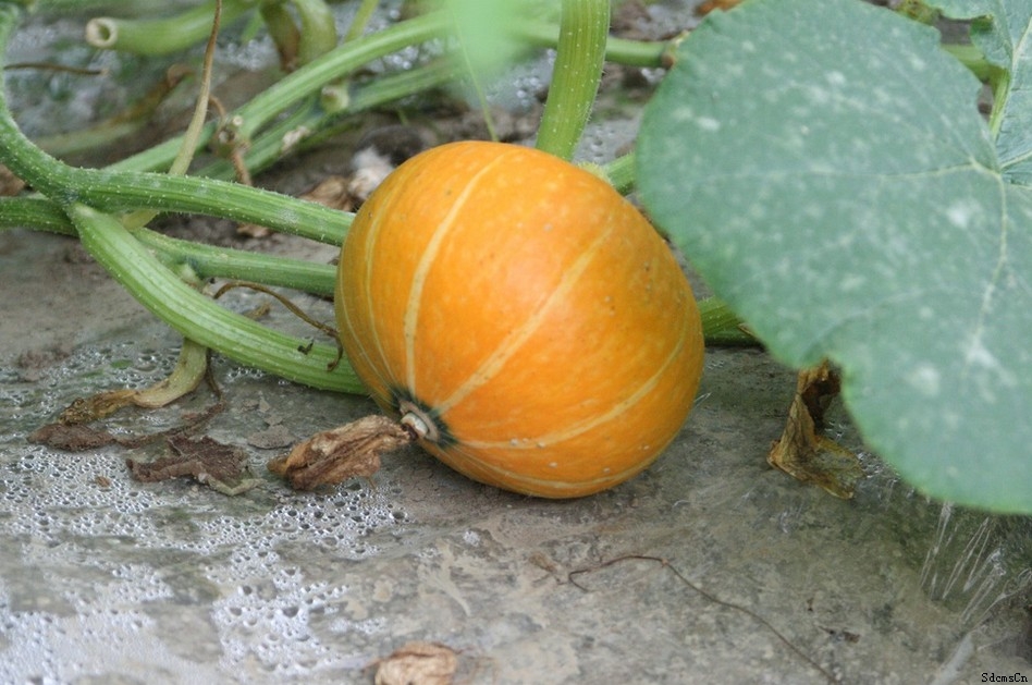 Ϲ